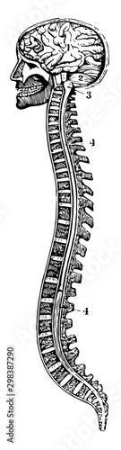 The Spinal Column and Brain, vintage illustration