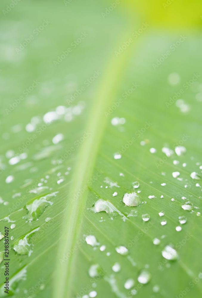 Dew drop on banana leaves Dew drop on banana leaves