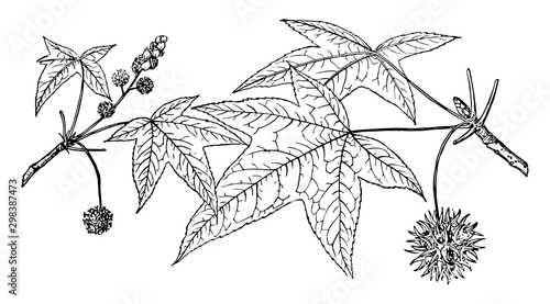 Branch of American Sweetgum vintage illustration.