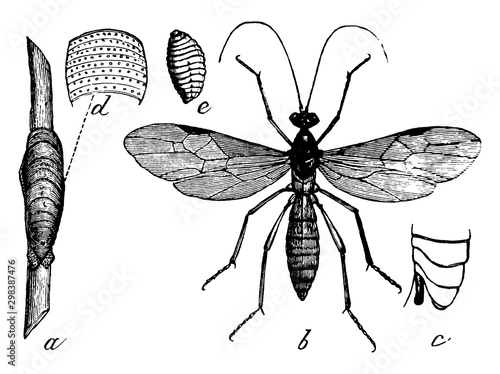 Aleiodes, vintage illustration.