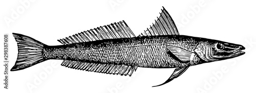 Northern Whiting, vintage illustration.