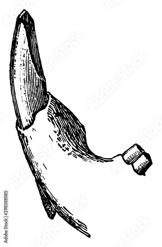 Scalpriform Left Lower Incisor of a Beaver, vintage illustration.