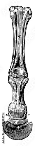 Sesamoidean and Digital Ligaments, vintage illustration.