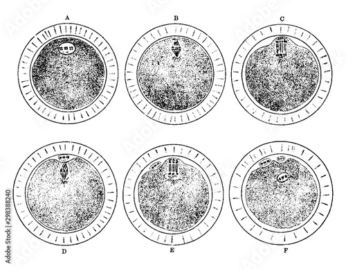 Maturation of the Ovum, vintage illustration.