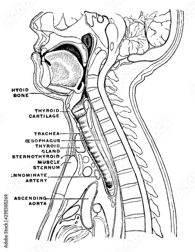 Sagittal Section of the Neck and Head, vintage illustration