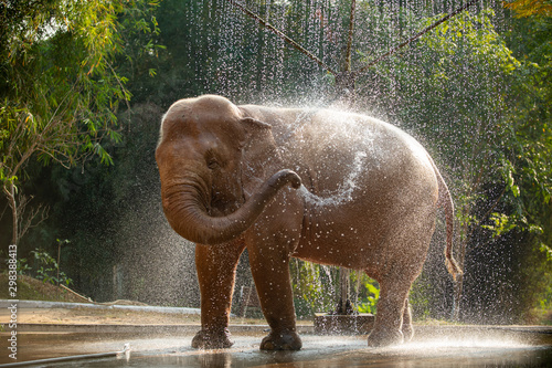 Photography Big white elephant Asian species bathing It's fun and playful in Yangon, Myanmar