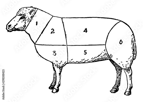 Mutton, vintage illustration.