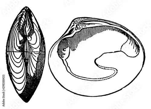 Bivalve, vintage illustration.