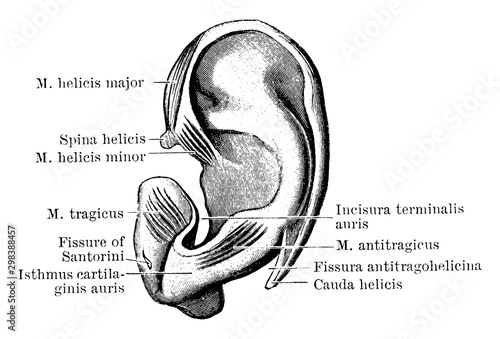 Outer Surface of Pinna Cartilage, vintage illustration.
