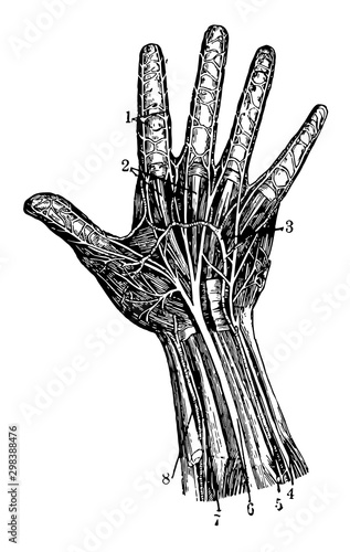 Hand Nerves, vintage illustration.