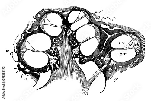 Longitudinal Section of the Cochlea, vintage illustration.