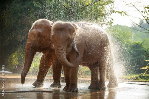 Photography Two Asian white elephants bathing in Yangon, Myanmar.