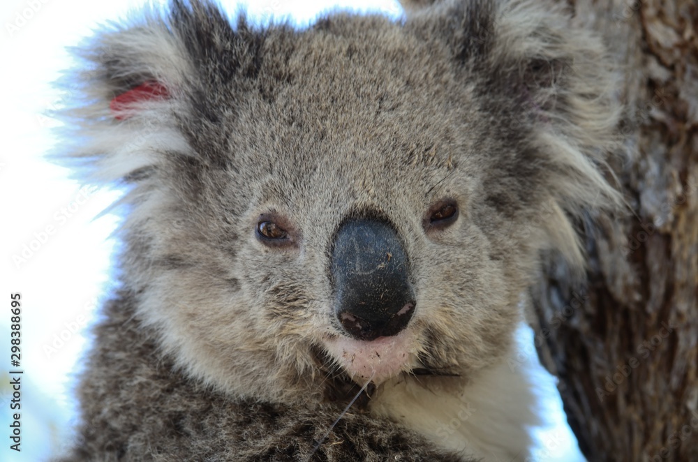 koala face koala face