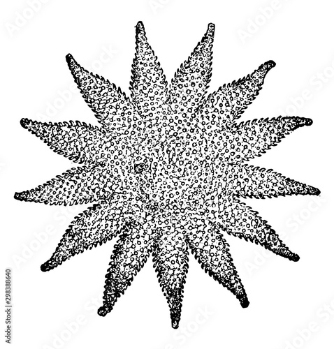 Cryptozonate Asterid, vintage illustration..