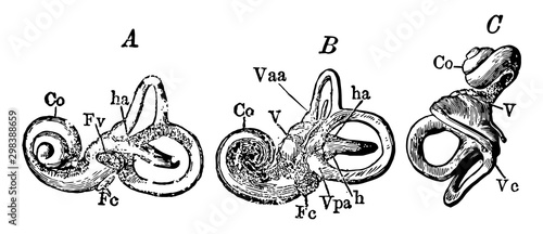 The Bony Labyrinth of the Ear, vintage illustration.