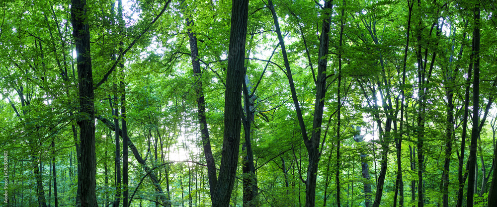 Huge forest panorama. Big picture of trees Huge forest panorama. Big picture of trees