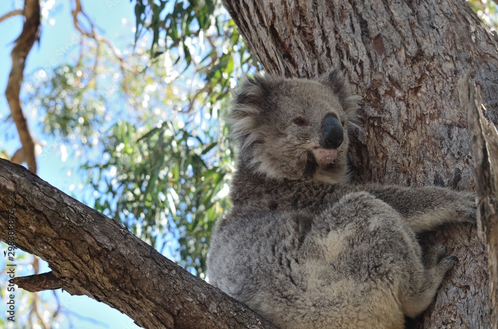 Fototapeta premium koala look back