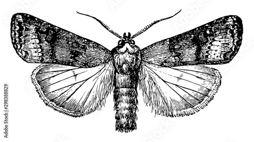 Cutworm Moth, vintage illustration. photo