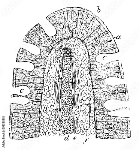Intestinal Villus of a Cat, vintage illustration