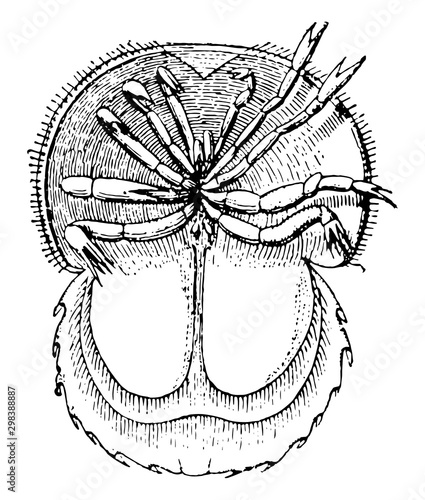 Horseshoe Crab, vintage illustration.. photo