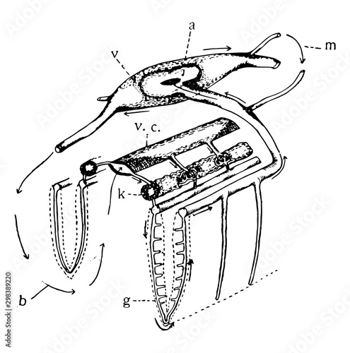 Bivalve Circulation, vintage illustration.