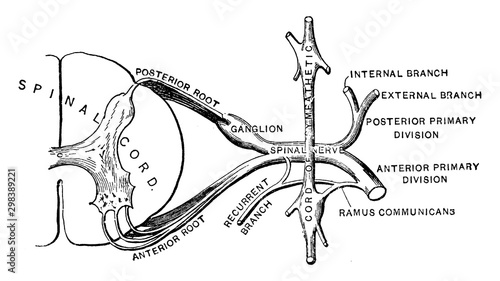 Spinal Nerve, vintage illustration.