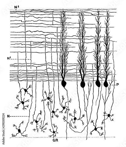 Sagittal Section Through Cerebellar Folium, vintage illustration