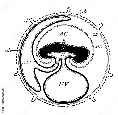 Mammal Fetus, vintage illustration