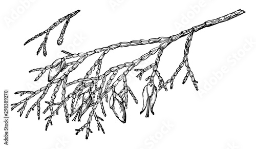 Tableau sur toile Branch of Incense Cedar vintage illustration.