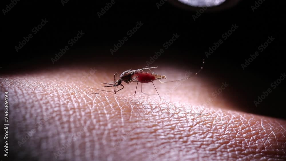 mosquito sucking blood extreme close up mosquito sucking blood extreme close up
