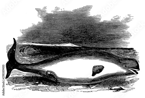 Beluga Whale, vintage illustration.