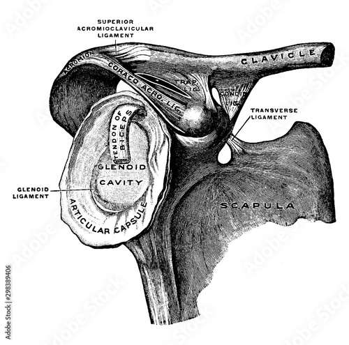 Clavicle and Scapula with Ligament, vintage illustration.