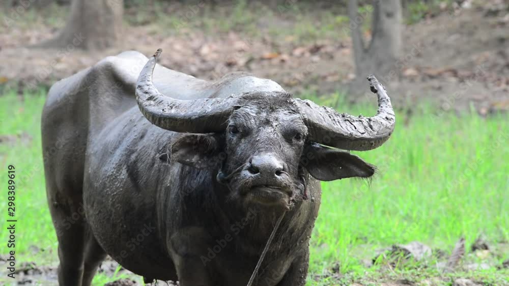 Buffalo on Thailand