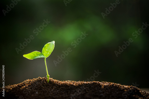 Fotografia The Sapling are growing from the soil with sunlight