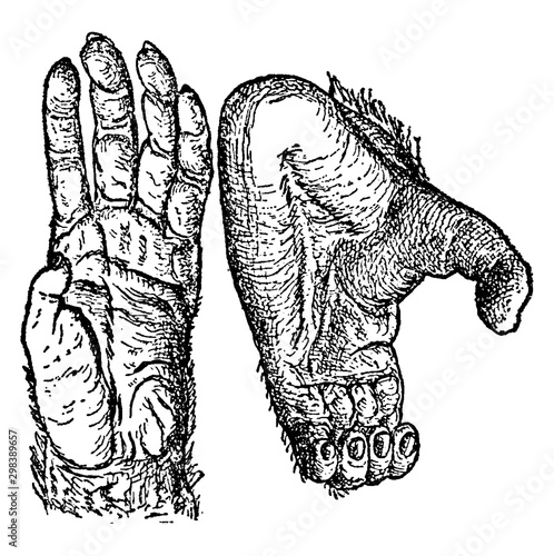 Chimpanzee Hands, vintage illustration.