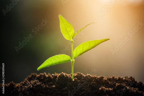 The Sapling are growing from the soil with sunlight