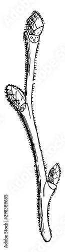 Elm Branch vintage illustration.