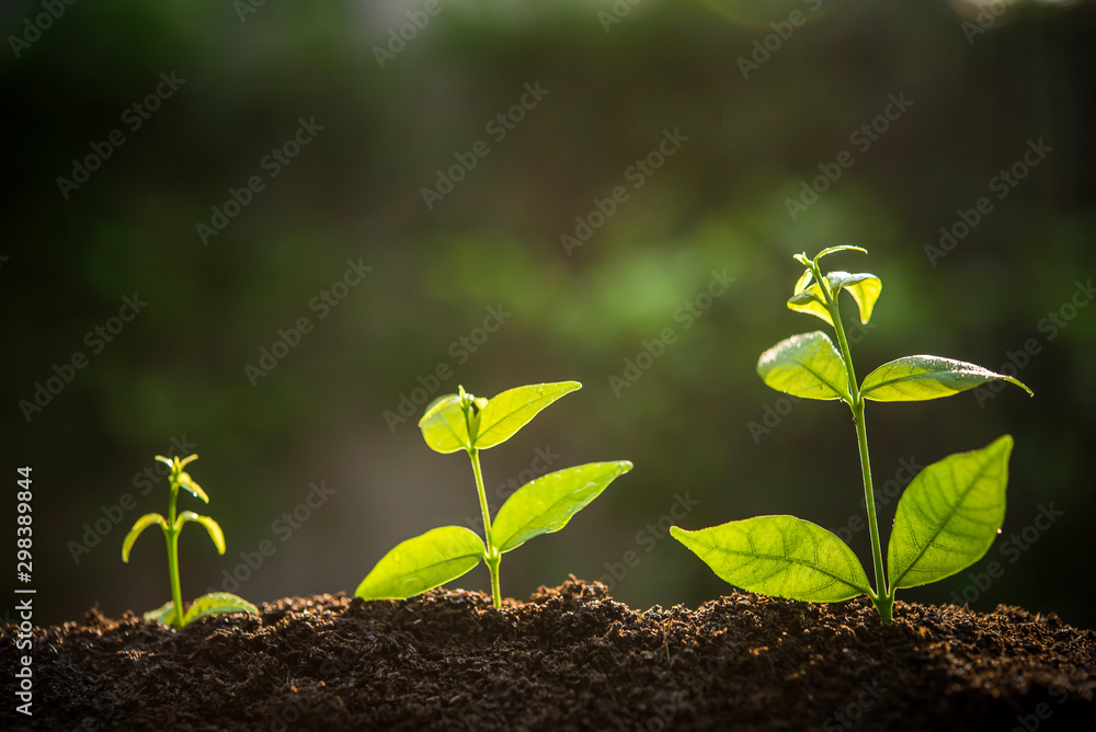 Fototapeta premium The Sapling are growing from the soil with sunlight