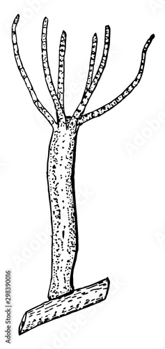 Freshwater Hydra, vintage illustration