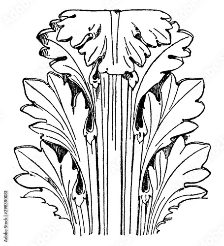Obraz na plátně Roman Capital Leaf has rounder and broader tips, vintage engraving