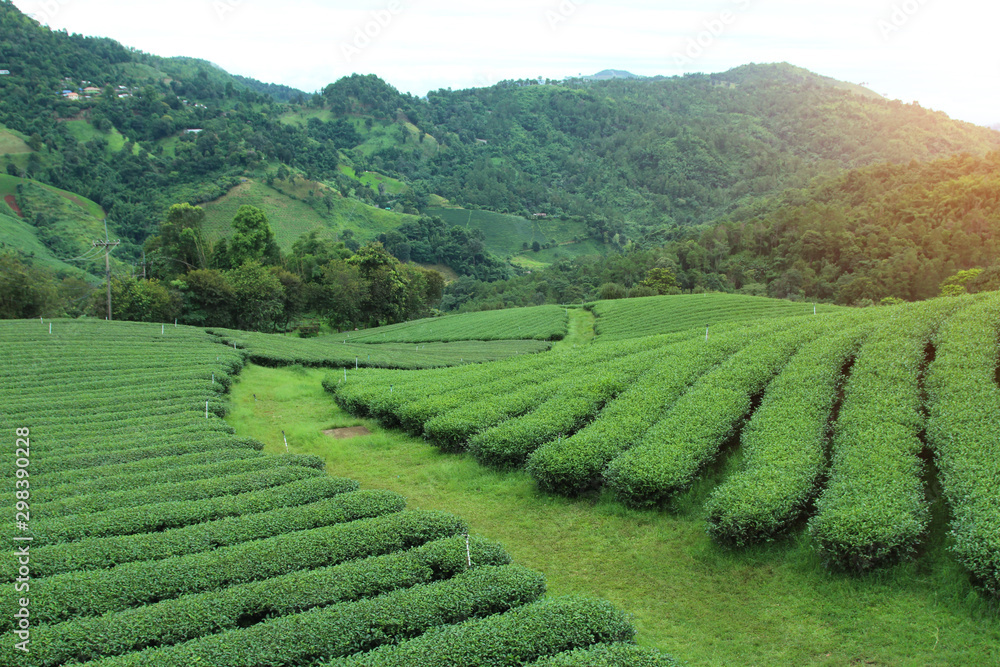 Healthy Mountain Mountain Tea Plantation for Winter Travel