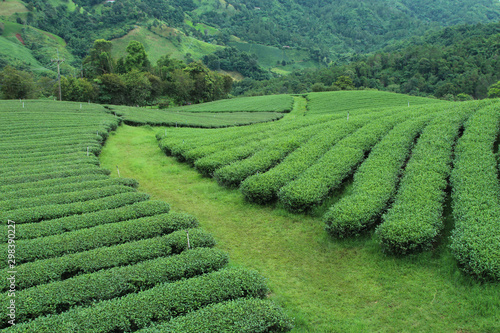 Healthy Mountain Mountain Tea Plantation for Winter Travel