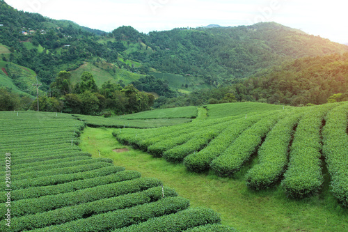 Healthy Mountain Mountain Tea Plantation for Winter Travel