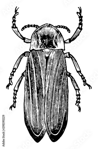 Common Glowworm, vintage illustration.