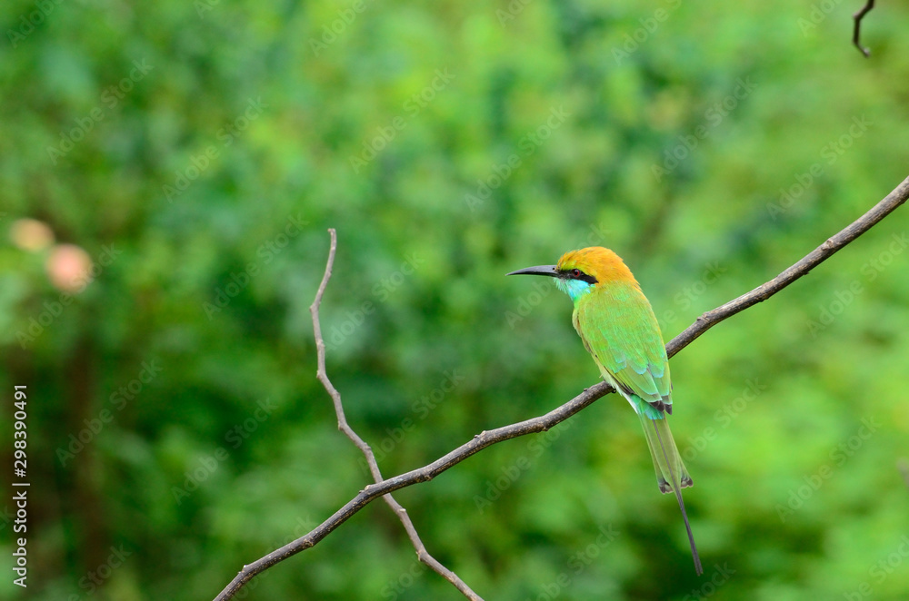 Fototapeta premium kingfisher on the branch