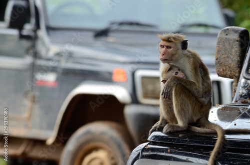 monkey family