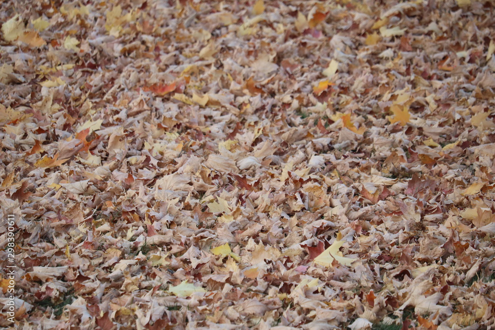 Brown Fall Ground Leaves Brown Fall Ground Leaves