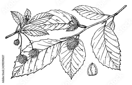 Branch of Fagus Americana vintage illustration.