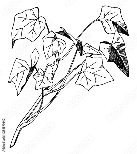 Ivy Spray has broad-lobed leaves in this pattern, vintage engraving.