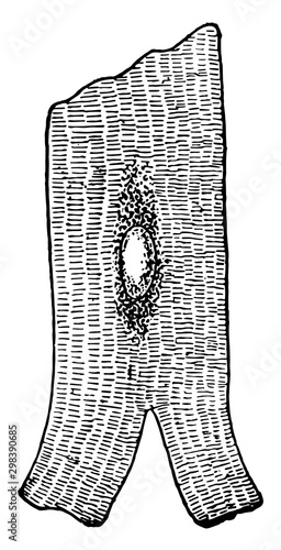 Cell of Cardiac Muscular Tissue, vintage illustration.